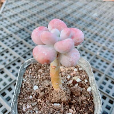 丸叶桃蛋9.9元5颗包邮促销多肉植物老桩桃之卵进口精养开业促销