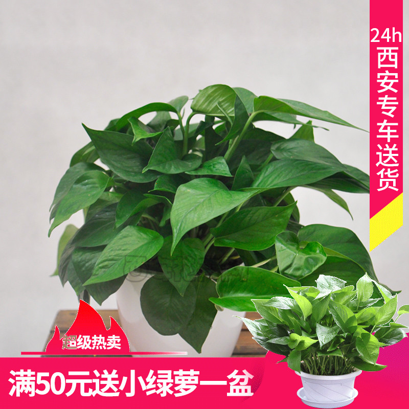 绿萝盆栽西安同城绿航绿萝除甲醛自动吸水植物室内办公室配送包邮在类目 鲜花速递/花卉仿真/绿植园艺, 花卉/绿植盆栽(新), 绿植中 - 来自Buy2taobao.com提供专业的淘宝代购服务