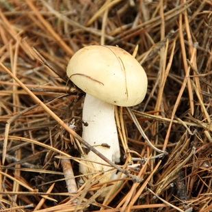 蘑菇 野生白油蘑100g 东北特产干货山珍山货土特产天然食用菌批发