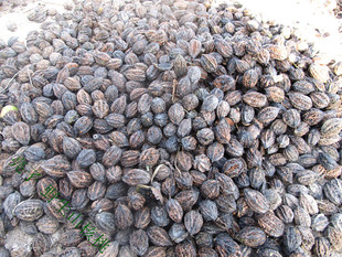  12年东北野生山核桃高营养绿色核桃新货坚果东北五常农家有机特产