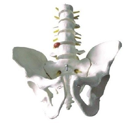 骨盆带五节腰椎模型 盆骨模型 骨盆模型 腰间盘