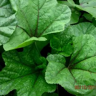 冬寒菜种子减肥保健有机蔬菜种子高钙V蔬菜儿