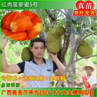 泰国红肉菠萝蜜-黄肉菠萝蜜嫁接苗榴莲马来西