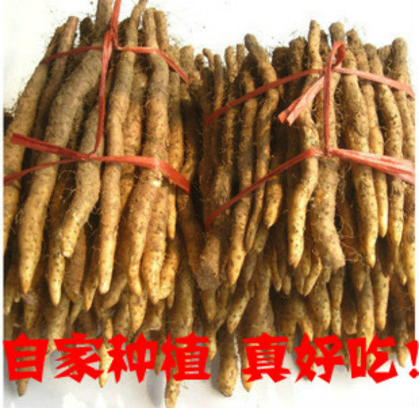 自家种植温县铁棍山药补肾健脾2013新鲜出土批发10斤包邮