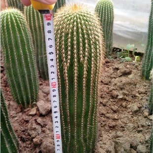 绿色植物仙人球 仙人掌仙人柱大凤龙柱子 沙生多肉植物30cm-1.2米