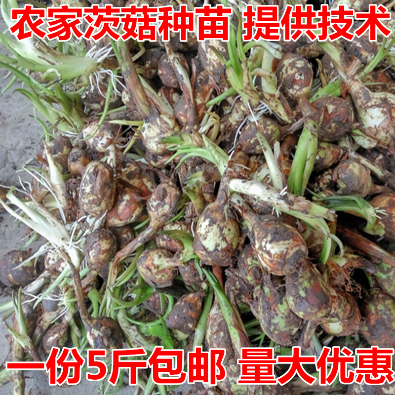 湖北特产慈姑白茨菇慈菇慈姑茨菰马蹄白菇慈姑5斤种苗包邮在类目 水产肉类/新鲜蔬果/熟食, 新鲜蔬菜/蔬菜制品, 新鲜蔬菜, 其它中 - 来自Buy2taobao.com提供专业的淘宝代购服务