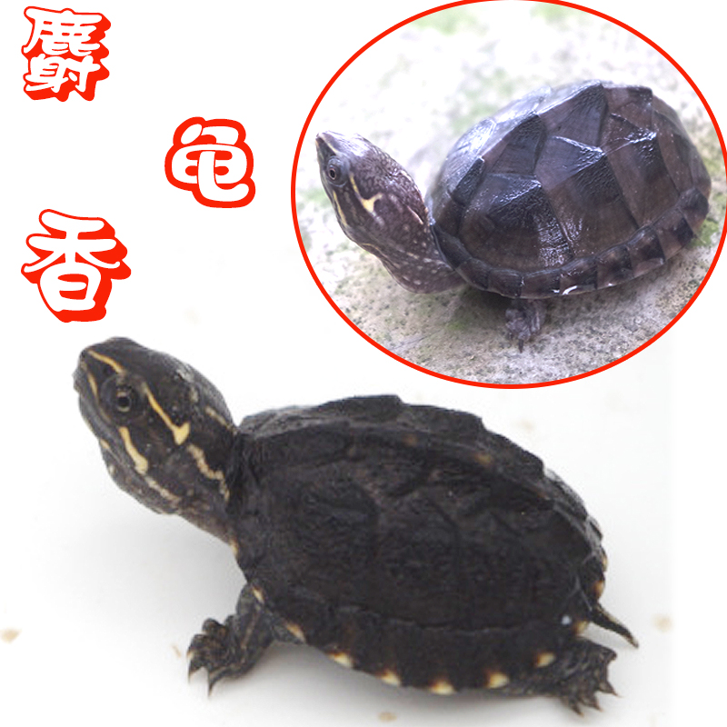 Musk Razor turtle Sister Turtle Watch Pet turtle Sham Hatchlings Hatchlings Mini Turtle eggs Journey living thingin the Pet/Pet food and supplies , Aqua World , Turtle/Turtle category - from Buy2taobao.com to provide professional Taobao agent buy service
