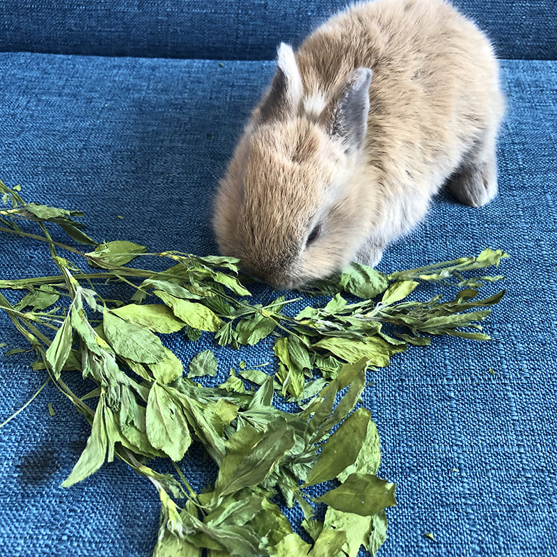 19年新烘干紫花苜蓿干草宠物兔兔牧草兔草苜蓿草1kg在类目 宠物/宠物食品及用品, 兔类及其用品, 兔兔干草中 - 来自Buy2taobao.com提供专业的淘宝代购服务