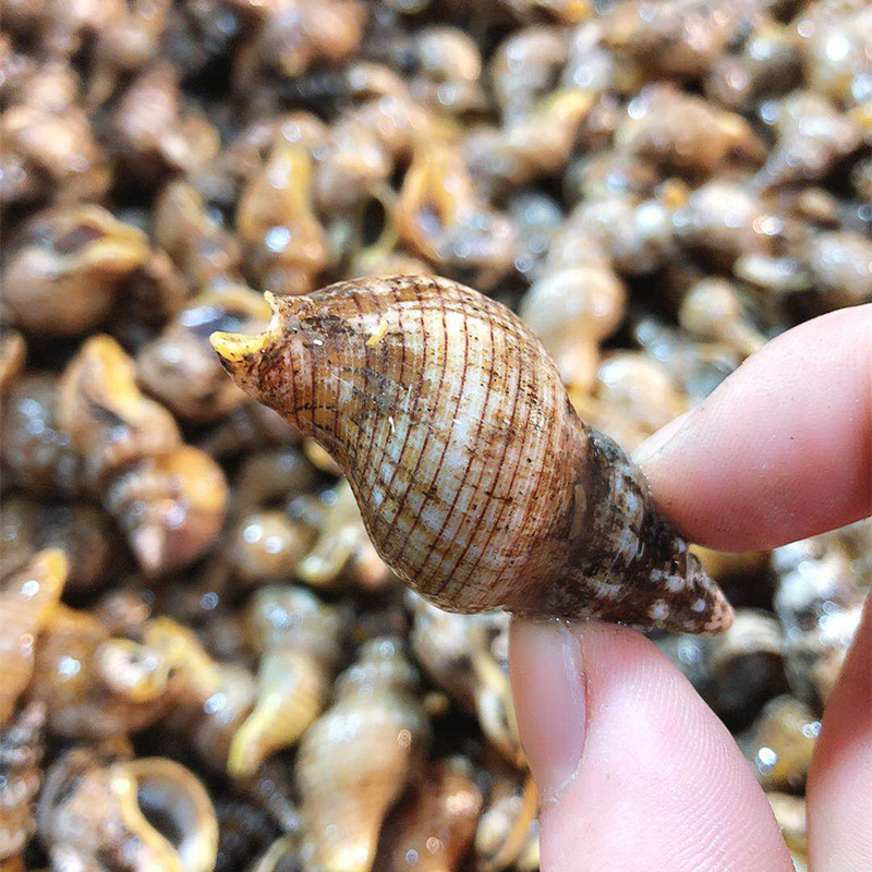 兰姐垃圾螺250g舟山野生贝类石浦海鲜东风螺花螺海猪螺贝贝螺水产在类目 水产肉类/新鲜蔬果/熟食, 海鲜/水产品/制品, 贝类, 贝类制品中 - 来自Buy2taobao.com提供专业的淘宝代购服务