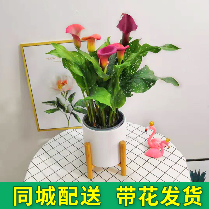马蹄莲盆栽带花苗室内绿植彩色观花植物水培土培好养鲜花植物盆景|msdalam kategori penghantaran bunga/bunga simulasi/tumbuhan berkebun, bunga/Tumbuh-tumbuhan tumbuh-tumbuhan pasu (baru), bunga - dari Buy2taobao.com untuk memberikan perkhidmatan ejen Taobao profesional membeli