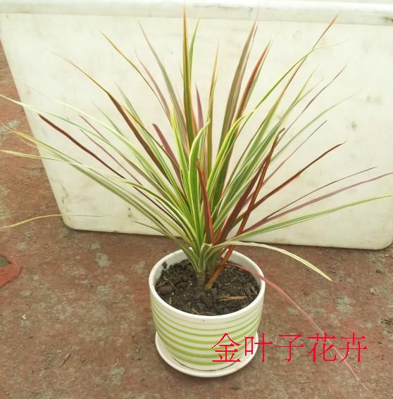 马尾铁\/千年木\/千年铁\/七彩铁 桌面迷你盆栽常绿