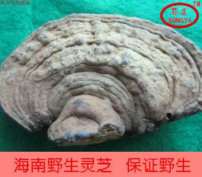 松崖海南五指山瓊中靈芝純野生靈芝天然平蓋靈芝樹舌重手500g包郵在類目 傳統滋補營養品, 靈芝, 整枝靈芝中 - 來自Buy2taobao.com提供專業的淘寶代購服務