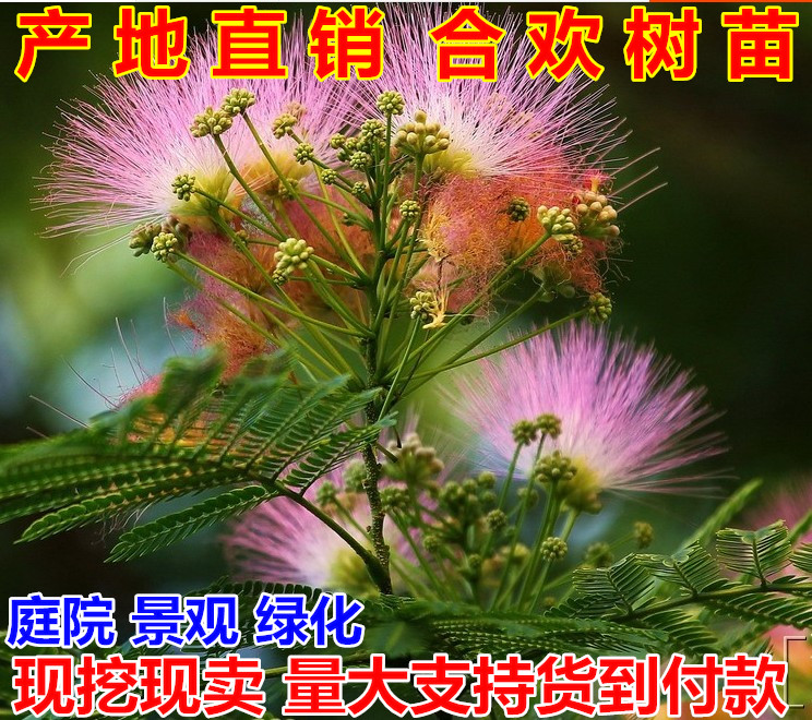 合欢树苗 庭院花卉植物芙蓉树 绒花树苗合欢苗合欢小苗遮阴树木在类目 鲜花速递/花卉仿真/绿植园艺, 花园植物/行道树/果树, 行道树/乔木中 - 来自Buy2taobao.com提供专业的淘宝代购服务