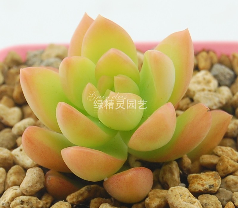 【绿精灵园艺】多肉植物 黄丽 目前较高在类目 鲜花速递/花卉仿真/绿植园艺, 花卉/绿植盆栽(新), 多肉植物中 - 来自Buy2taobao.com提供专业的淘宝代购服务