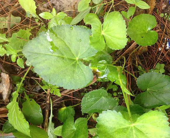 野生异叶茴芹 别名苦爹菜 百路通 茴芹 八月白骚