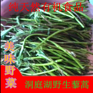  湖南洞庭湖野生藜蒿 原生态特色绿色野菜现采现卖美味湘菜现特价