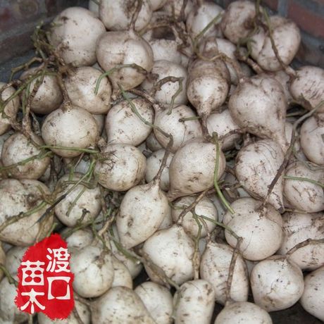 早熟豆薯种子 白地瓜种子 沙葛30粒 无公害水果