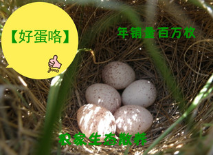  【好蛋咯】土鸭蛋 农村生态散养土鸭蛋有机鸭蛋 草鸭蛋