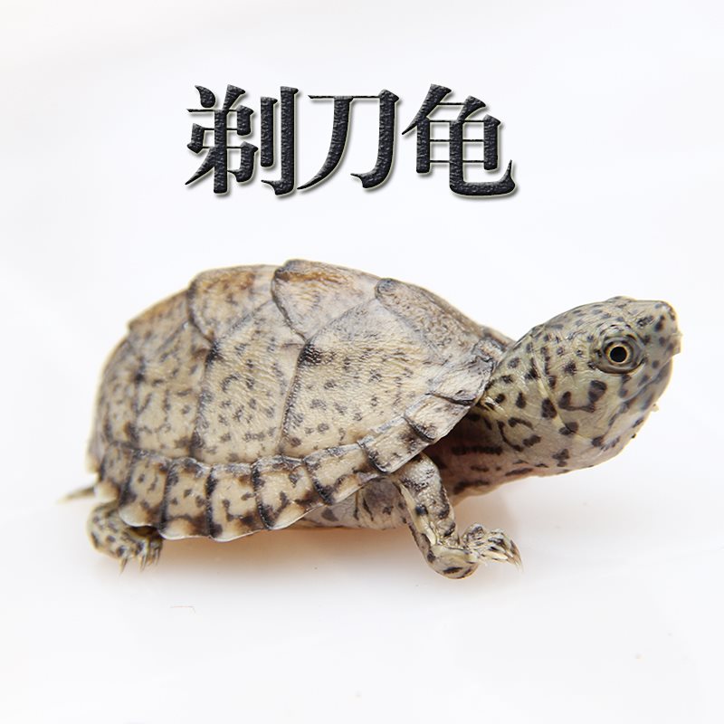 剃刀龟活体龟苗麝香龟深水龟蛋龟乌龟宠物龟屋顶龟小乌龟活体小宠|msdalam kategori haiwan peliharaan/makanan haiwan dan bekalan, Aquarium World, penyu/penyu - dari Buy2taobao.com untuk memberikan perkhidmatan ejen Taobao profesional membeli