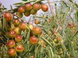 2011年正宗山东沾化冬枣新鲜上市 甜脆无渣 一级枣500g(包邮)