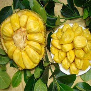  新鲜水果/菠萝蜜/香甜可口/9.8元/斤实重计价