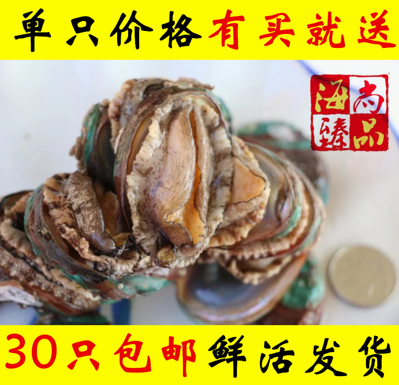 海鲜水产鲜活鲍鱼新鲜小鲍鱼野生活鲍鱼迷你鲍鱼仔鲜鲍鱼包邮|msdalam kategori daging perikanan/Buah-buahan segar dan sayur-sayuran/dimasak, makanan laut/produk akuatik/produk, kerang, Abalone - dari Buy2taobao.com untuk memberikan perkhidmatan ejen Taobao profesional membeli