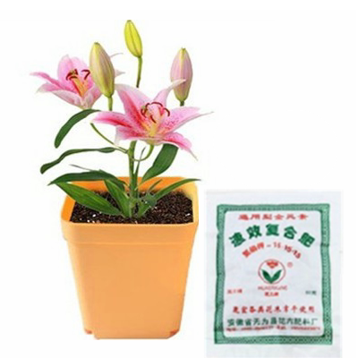 香水百合种球套装 盆栽植物 百合花种球 套餐 绿植盆栽 含盆土肥