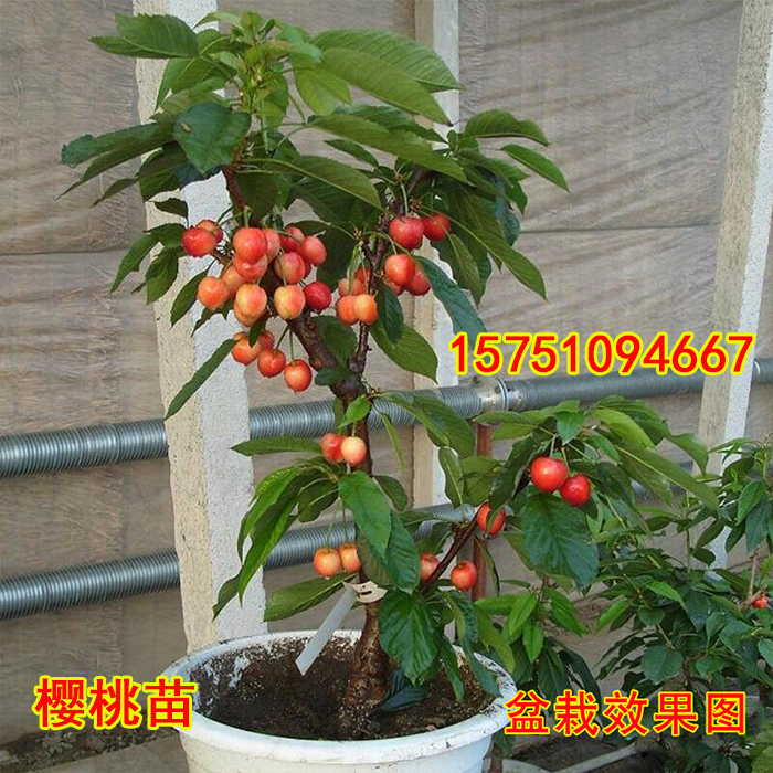 樱桃树苗阳台室内盆栽嫁接樱桃苗地栽车厘子樱桃果树苗庭院种植|ruв категории доставка цветов/цветок моделирования/растения садоводства, садовое растение/даосское дерево/фруктовых деревьев, фруктовых деревьев - от Buy2taobao.com для оказания профессиональной услуги покупки агента Taobao
