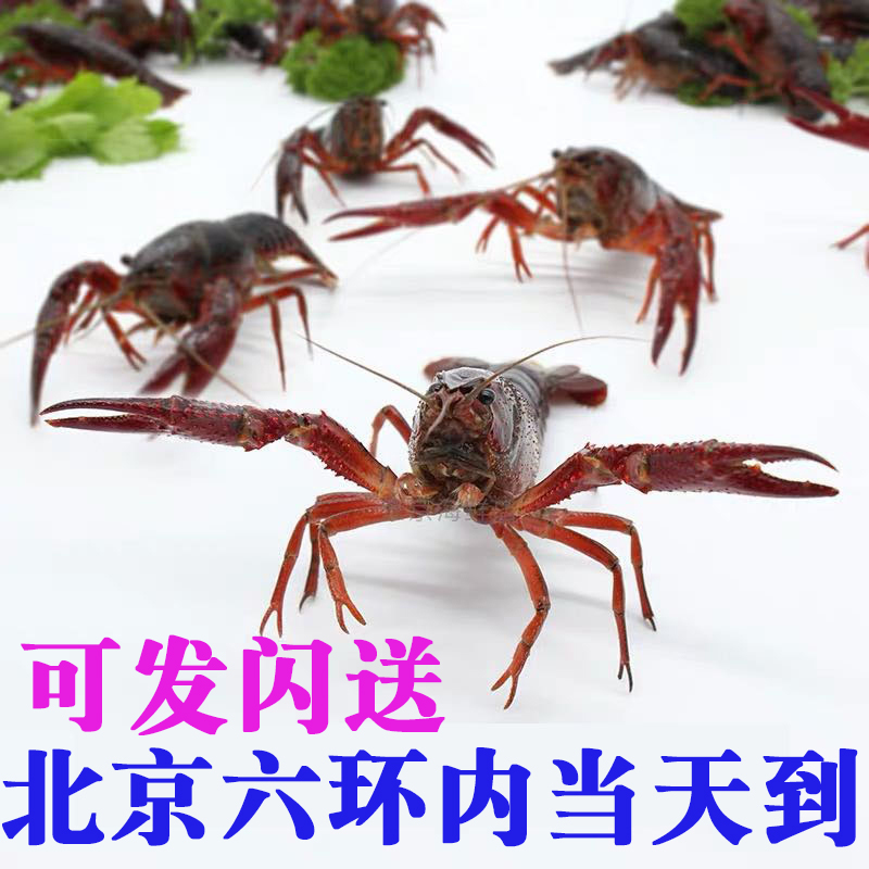 28一斤 小龙虾 鲜活 规格7-9钱 只发北京河北天津|ruв категории водной мясо/свежие фрукты и овощи/еда, морепродукты/водные продукты/изделия, креветки, жить креветки - от Buy2taobao.com для оказания профессиональной услуги покупки агента Taobao