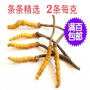  特卖野生冬虫夏草 批发四川虫草 2条一克 送礼佳品 特价只要18元