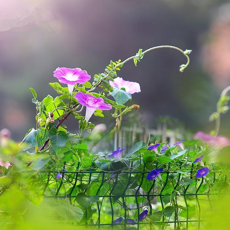 Morning Glory seeds Spring Flower Seeds Climbing Morning glory seed Climb Morning Glory Petunia seedin the Women's clothing/Boutique , T-shirt category - from Buy2taobao.com to provide professional Taobao agent buy service