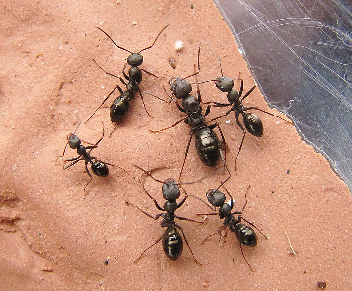 小莫蚁馆 艾箭蚁Cataglyphis aenescens 宠物蚂蚁活体 沙漠之狼|ruв категории животное/Животное питание и принадлежностей, других домашних животных, других домашних животных - от Buy2taobao.com для оказания профессиональной услуги покупки агента Taobao