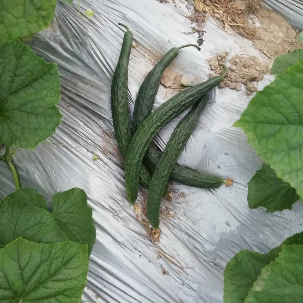 自留种种植 新鲜蔬菜当季露天 黄瓜 5斤包邮 500g在类目 水产肉类/新鲜蔬果/熟食, 新鲜蔬菜/蔬菜制品, 新鲜蔬菜, 其它中 - 来自Buy2taobao.com提供专业的淘宝代购服务