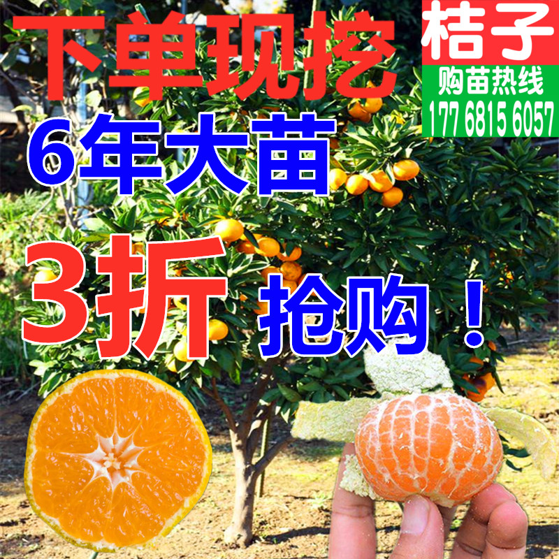 桔子树苗桔子苗特大新品种四季种植盆栽地栽嫁接芦柑带土当年结果在类目 鲜花速递/花卉仿真/绿植园艺, 花园植物/行道树/果树, 果树中 - 来自Buy2taobao.com提供专业的淘宝代购服务