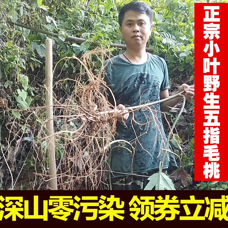 新鮮野生五指毛桃根500克包郵 耶香土黃芪五爪龍 牛奶樹根煲湯料在類目 傳統滋補營養品, 藥食同源食品, 其他藥食同源食品中 - 來自Buy2taobao.com提供專業的淘寶代購服務