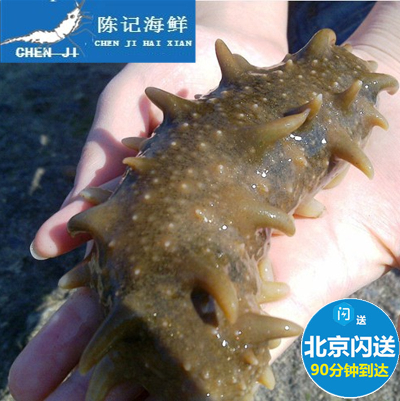 超值现货北京闪送鲜活大连活辽参刺参 深海高压活海参刺海参120g|msdalam kategori daging perikanan/Buah-buahan segar dan sayur-sayuran/dimasak, makanan laut/produk akuatik/produk, gamat - dari Buy2taobao.com untuk memberikan perkhidmatan ejen Taobao profesional membeli