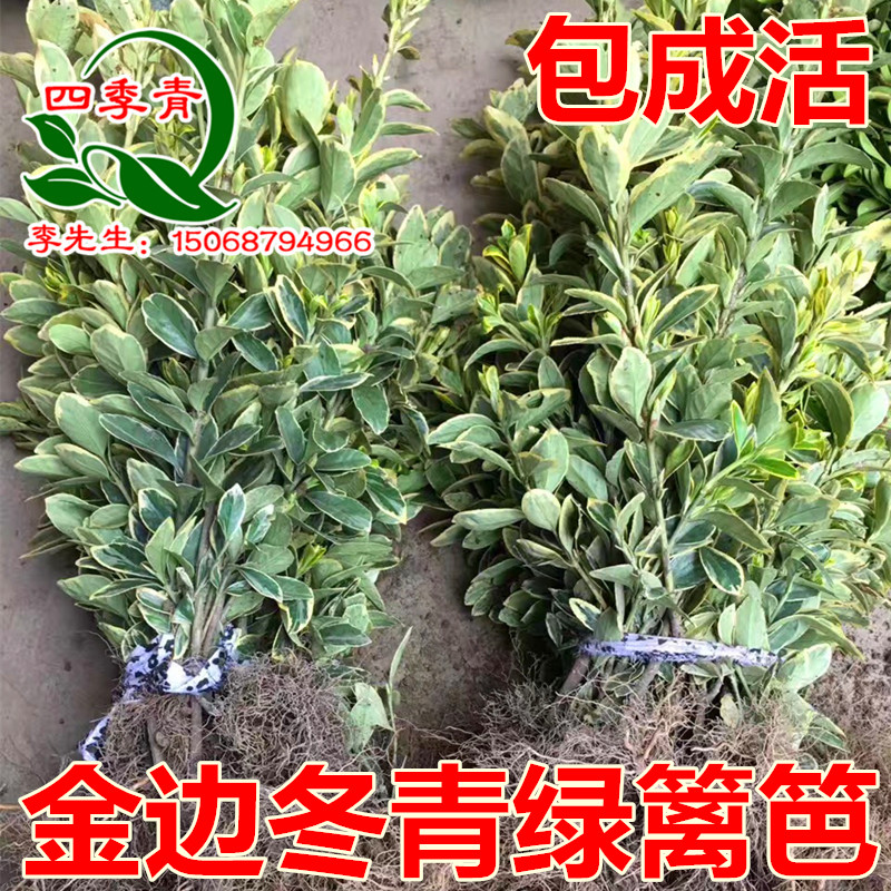 萧山花木城直销 金边黄杨树苗绿篱笆植物工程绿化苗木庭院冬青苗在类目 鲜花速递/花卉仿真/绿植园艺, 花园植物/行道树/果树, 观叶 /花灌木中 - 来自Buy2taobao.com提供专业的淘宝代购服务