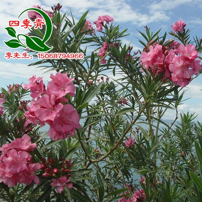 蕭山花木城直銷 夾竹桃樹苗柳葉桃庭院小區道路綠化植物夾竹桃在類目 鮮花速遞/花卉仿真/綠植園藝, 花園植物/行道樹/果樹, 觀葉 /花灌木中 - 來自Buy2taobao.com提供專業的淘寶代購服務