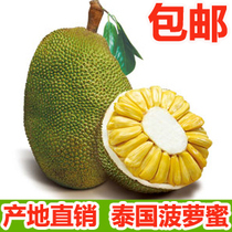 新鲜菠萝蜜热销爆款|菠萝蜜的营养价值,海南水