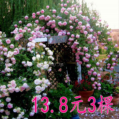 蔷薇花苗 爬藤月季玫瑰爬墙四季开花浓香型庭院室内花卉盆栽植物