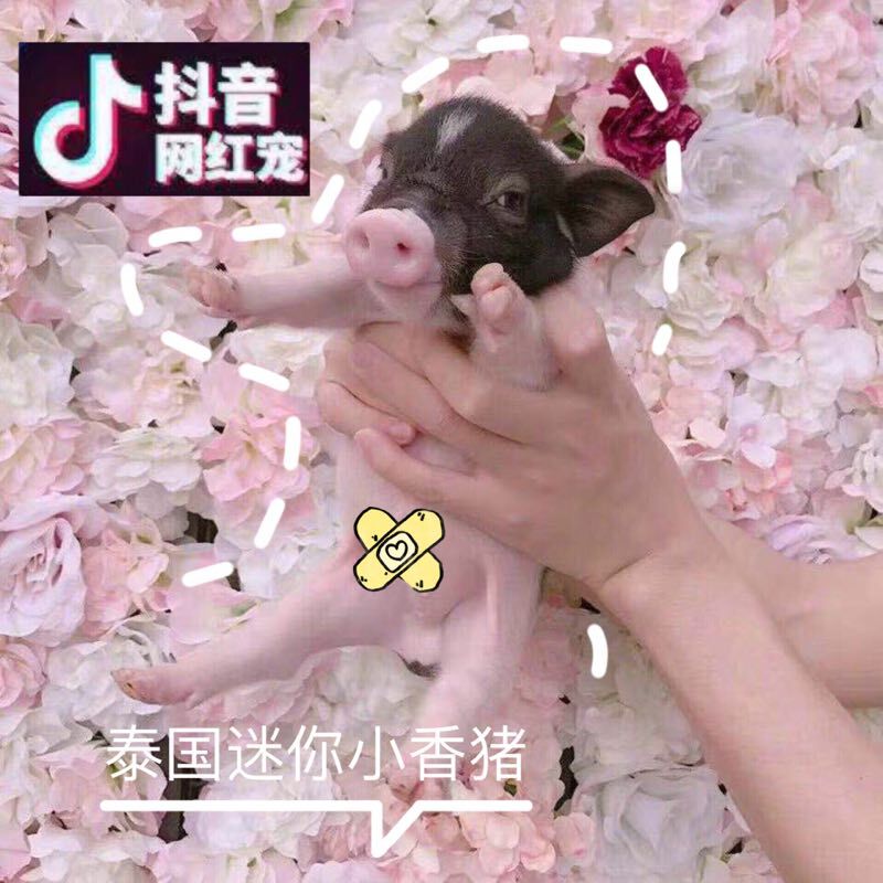 上海2019豬年吉祥豬迷妳豬寵物豬泰國小香豬可愛喬治公豬佩琪母豬在類目 寵物/寵物食品及用品, 倉鼠類及其它小寵, 香豬中 - 來自Buy2taobao.com提供專業的淘寶代購服務