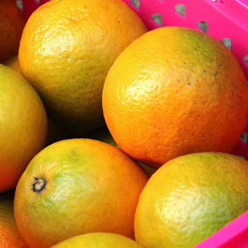 Orthodox school Zigui Valencia Navel Mini Juicing Orange fresh Fruit 2 10 Kidney sour sweet juicyin the Aquatic meat/Fresh fruits and vegetables/Cooked , Fresh fruit , Orange category - from Buy2taobao.com to provide professional Taobao agent buy service