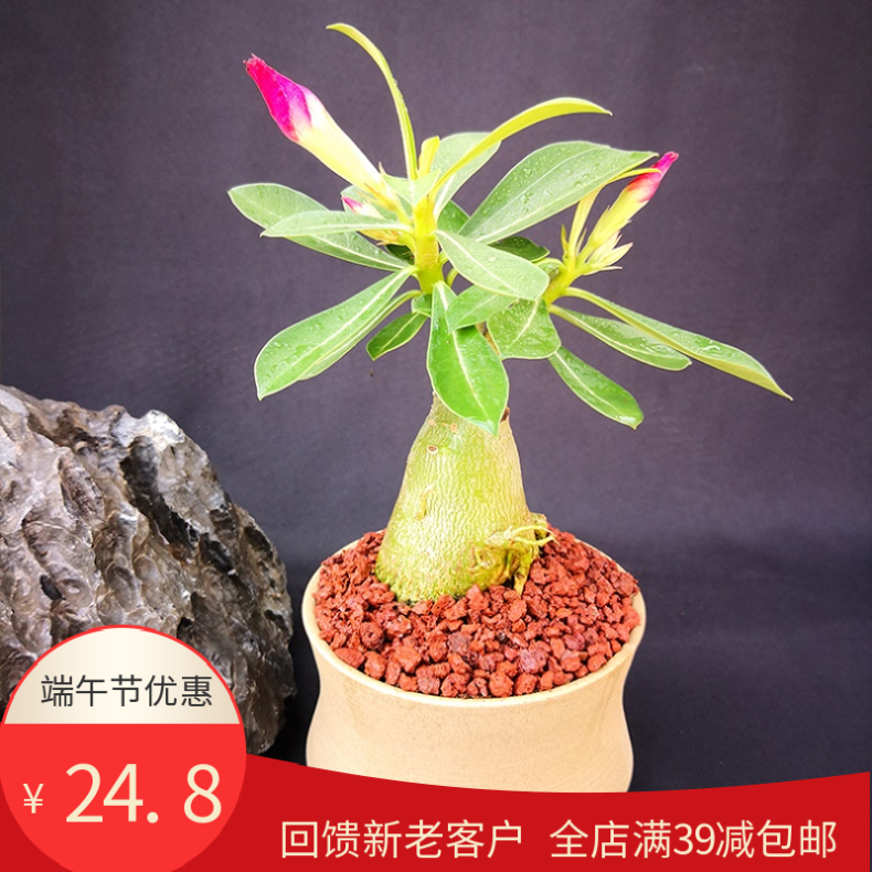 花传递沙漠玫瑰盆栽花卉室内绿物四季好养嫁接老桩重瓣带花苞花苗|ruв категории доставка цветов/цветок моделирования/растения садоводства, цветок/растения в горшках (новый), крупные растения/сочетание горшки готовой продукции - от Buy2taobao.com для оказания профессиональной услуги покупки агента Taobao