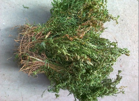 中药材大叶菜 梭罗草 山扁柏 水柏枝 山棍草 石上柏 大凤尾草、-淘宝网