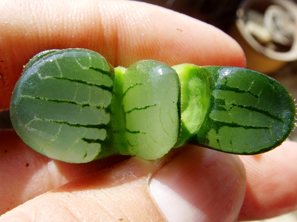 原始史扑 Haworthia springbokvlakensis VAR7210 12卷 多肉 寿|msdalam kategori penghantaran bunga/bunga simulasi/tumbuhan berkebun, bunga/Tumbuh-tumbuhan tumbuh-tumbuhan pasu (baru), succulents - dari Buy2taobao.com untuk memberikan perkhidmatan ejen Taobao profesional membeli
