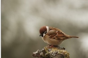  正宗野味纯野生鲜活 新鲜麻雀肉 可现杀清理壮阳滋补 25只送1-3只