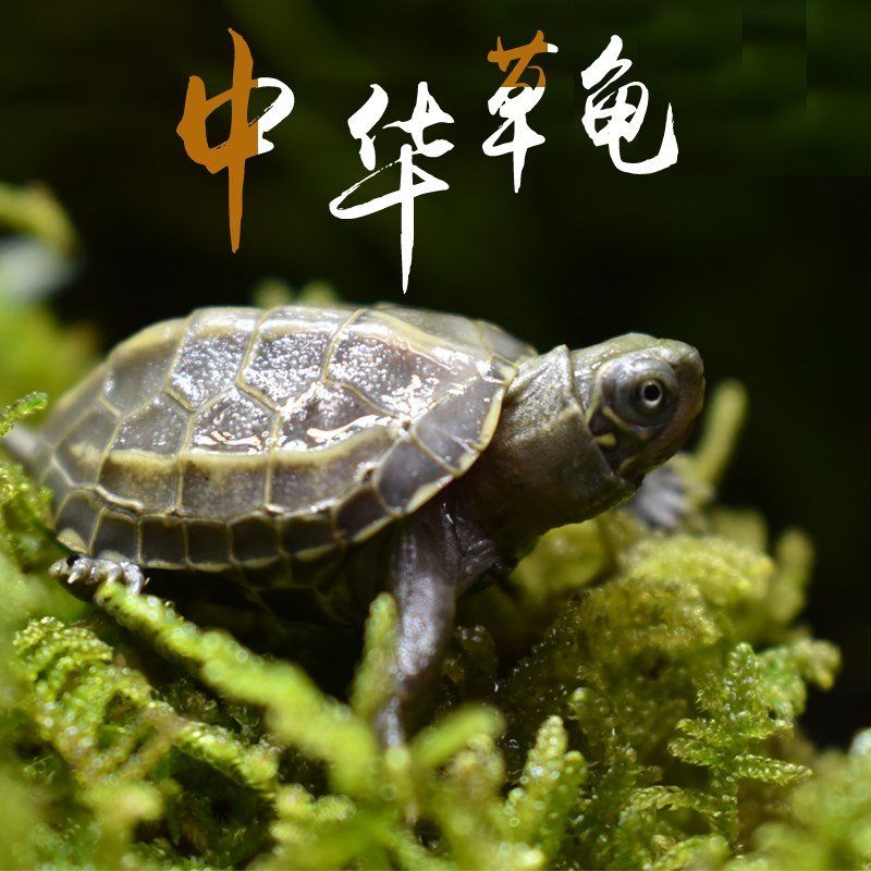 好养易活的小动物家养宠物 小活体乌龟 中华龟长寿草龟活体大龟|msdalam kategori haiwan peliharaan/makanan haiwan dan bekalan, Aquarium World, penyu/penyu - dari Buy2taobao.com untuk memberikan perkhidmatan ejen Taobao profesional membeli