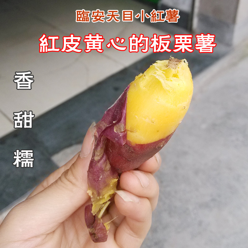 Ling'an Tianmu Hong potato fresh sweet potato Chinese chestnut Sweet potato 5 pounds Mini thumb Sweet potato trumpet medium , please Optionalin the Aquatic meat/Fresh fruits and vegetables/Cooked , Fresh vegetables/Vegetable products , Fresh vegetables , Sweet potato category - from Buy2taobao.com to provide professional Taobao agent buy service