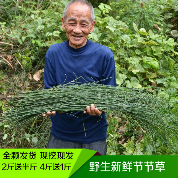 新鲜节节草现采野生木贼草土木贼锁眉草笔杆草节节菜500g草药包邮在类目 传统滋补营养品, 药食同源食品, 其他药食同源食品中 - 来自Buy2taobao.com提供专业的淘宝代购服务