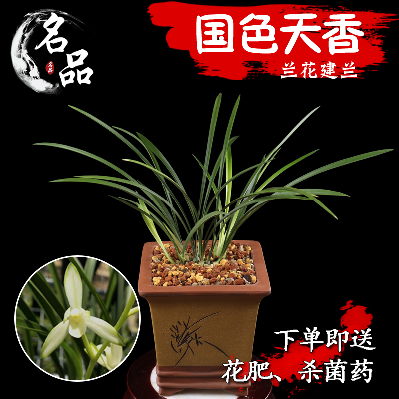 名品兰花苗建兰四季兰囯色天香浓香好养绿植花卉包邮|msdalam kategori penghantaran bunga/bunga simulasi/tumbuhan berkebun, bunga/Tumbuh-tumbuhan tumbuh-tumbuhan pasu (baru), bunga - dari Buy2taobao.com untuk memberikan perkhidmatan ejen Taobao profesional membeli
